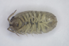 Armadillidium bicurvatum