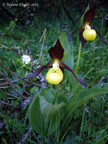 Lady's-slipper