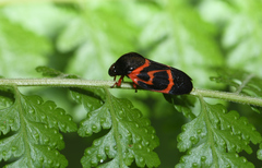 Okiscarta uchidae