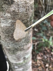 Nhambikuara cerradensis