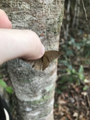 Nhambikuara cerradensis