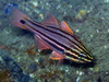 Sydney Cardinalfish - Photo (c) Richard Ling, some rights reserved (CC BY-NC-ND)