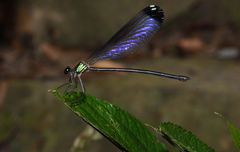 Psolodesmus mandarinus dorothea
