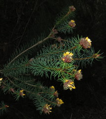 Pultenaea stipularis