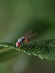 Luzonimyia cineracea