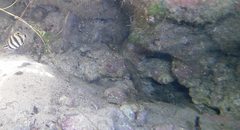 Bathygobius krefftii