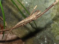 Diploderma swinhonis