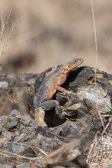 Agama caudospinosa