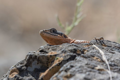 Agama caudospinosa