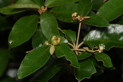 Croton cascarilloides