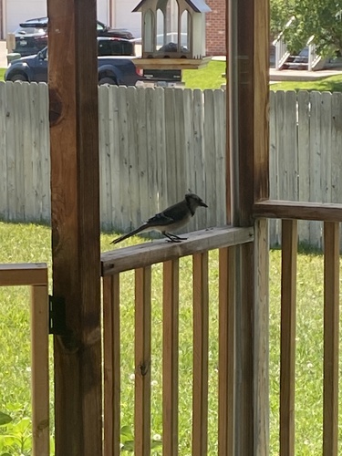 Blue Jay photographed in Wyoming