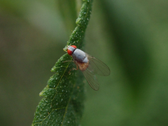 Luzonimyia cineracea