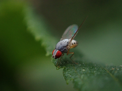Luzonimyia cineracea