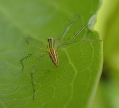 Oxyopes