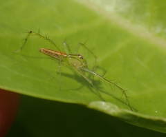 Oxyopes