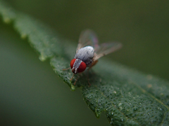 Luzonimyia cineracea