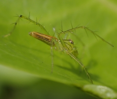 Oxyopes