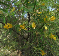 Pultenaea blakelyi