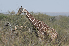 Giraffa camelopardalis reticulata
