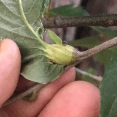 Dryocosmus kuriphilus