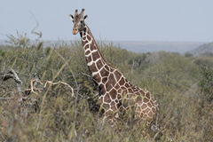 Giraffa camelopardalis reticulata