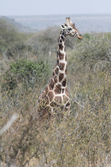 Giraffa camelopardalis reticulata