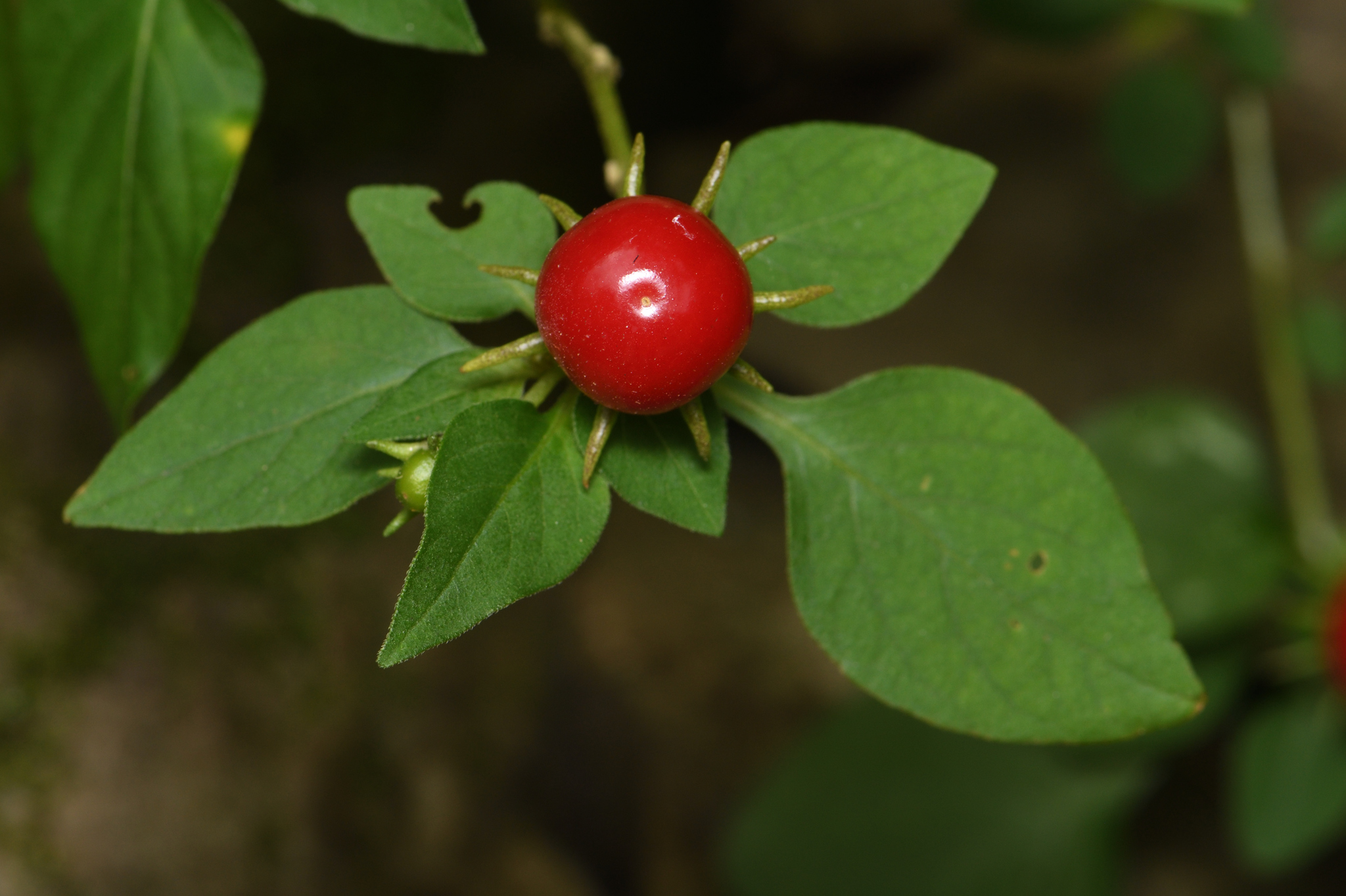 Lycianthes