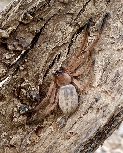 Social Huntsman Spider