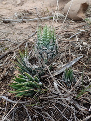 Haworthiopsis fasciata