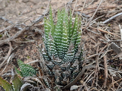 Haworthiopsis fasciata