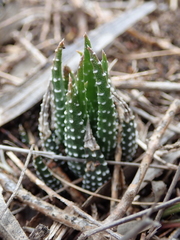 Haworthiopsis fasciata