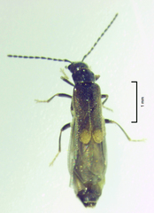 Malthodes pumilus