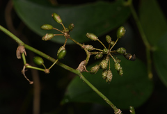 Smilax bracteata