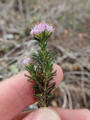 Agathosma serpyllacea