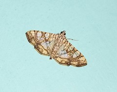 Glyphodes caesalis