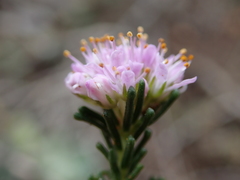 Agathosma serpyllacea