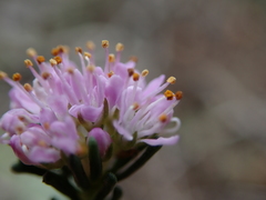Agathosma serpyllacea