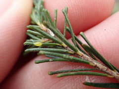 Agathosma serpyllacea