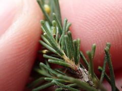 Agathosma serpyllacea