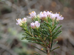 Agathosma serpyllacea