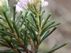 Agathosma serpyllacea