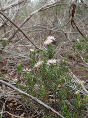 Agathosma serpyllacea