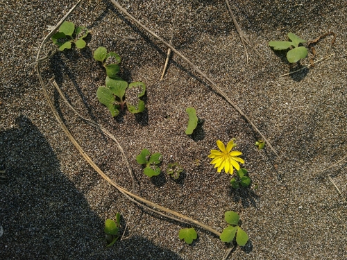 Image of Ixeris repens by (c) timharris, some rights reserved (CC BY)