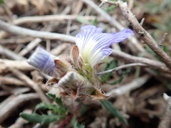 Blepharis procumbens