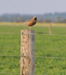 Cincloramphus cruralis