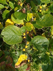 Magnoliopsida