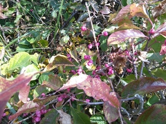 Euonymus europaeus
