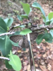 Nhambikuara cerradensis