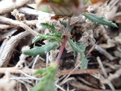 Blepharis procumbens