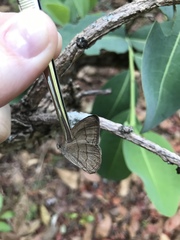 Nhambikuara cerradensis